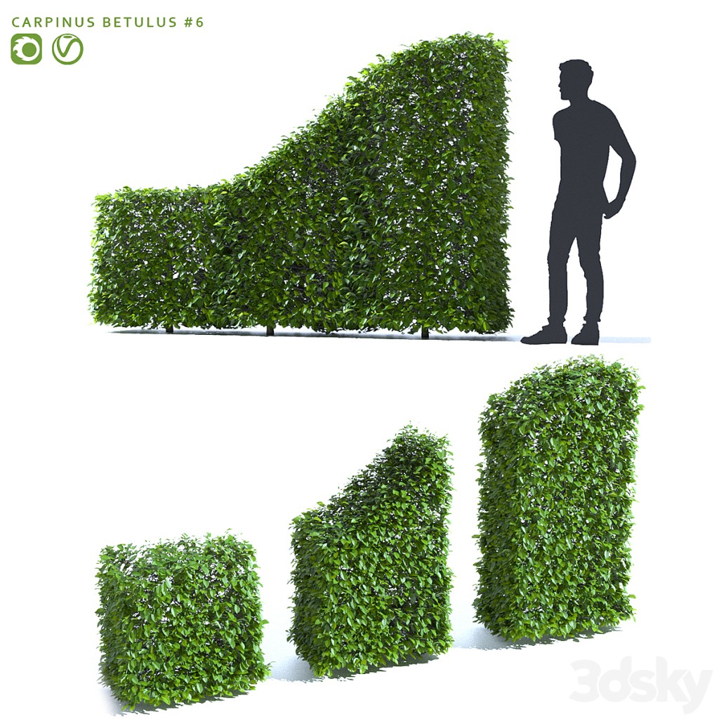 Common hornbeam hedge | Carpinus betulus hedge # 6