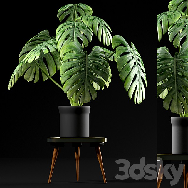 Monstera Plants 50