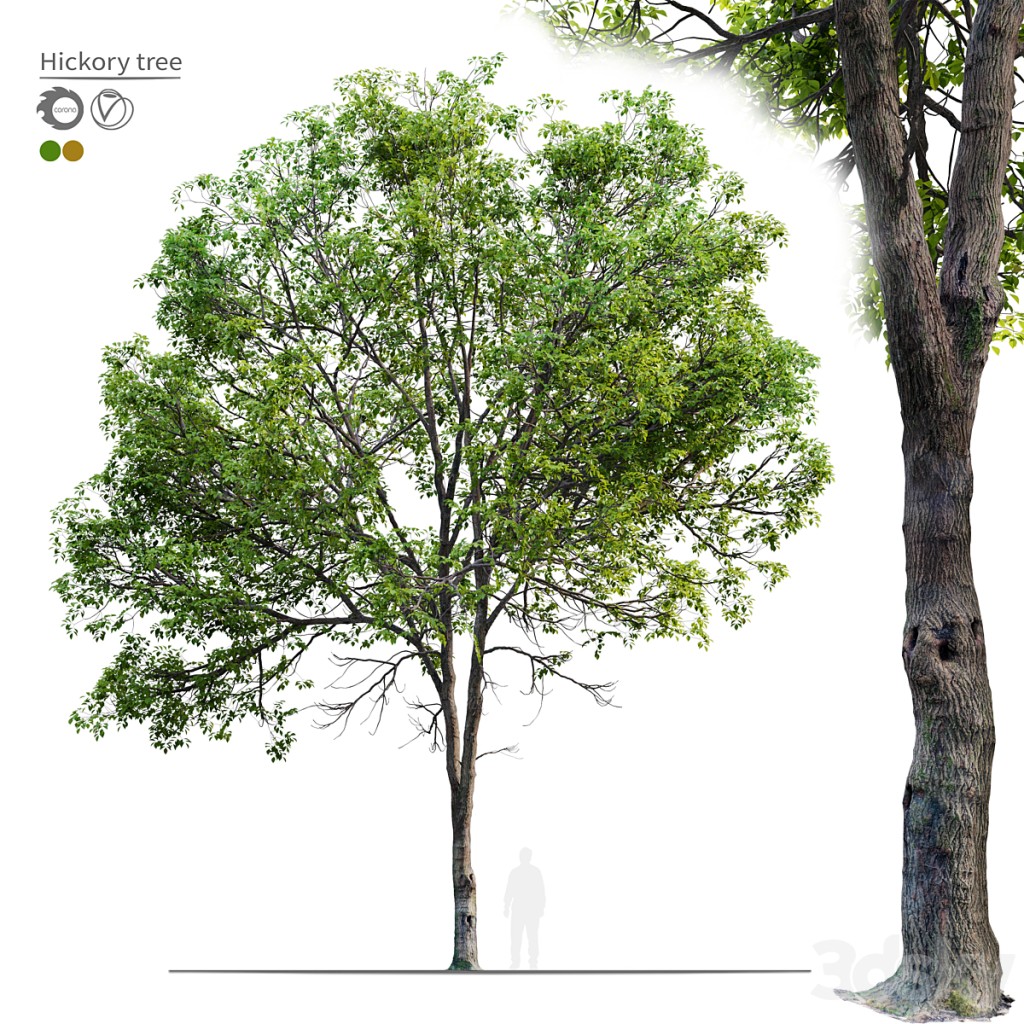 hickory tree 05