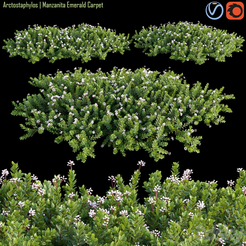 Arctostaphylos | Manzanita Emerald Carpet # 2