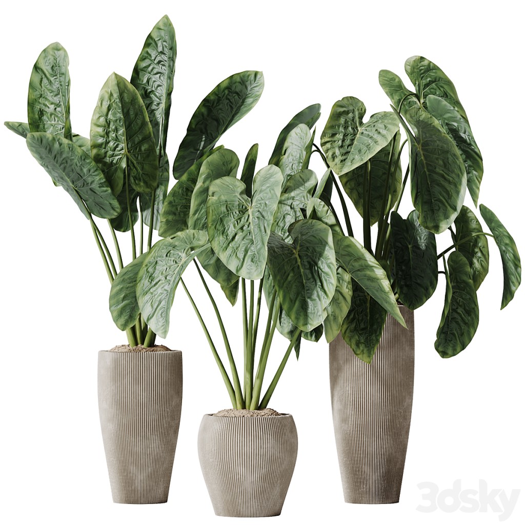 HQ HousePlants Cunjevoi Alocasia Jardin Brisbanensis Fittingly Elephant Set02