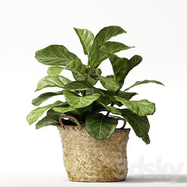 ficus lyrata №2