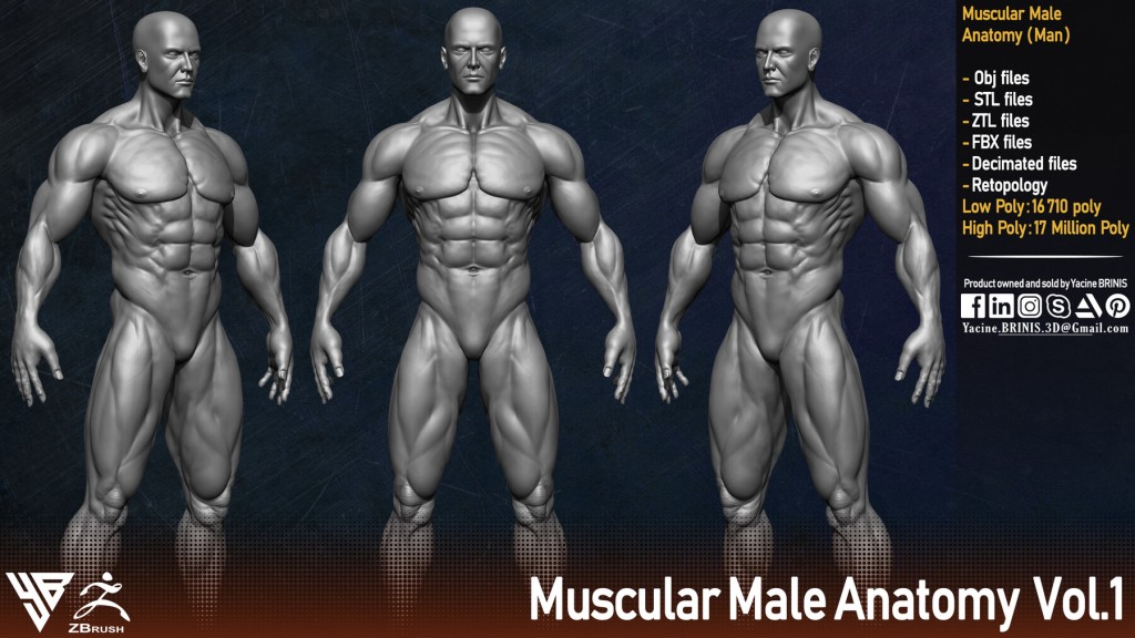 Muscular Male Anatomy vol.1