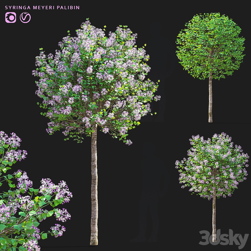 Mayer lilac trees | Syringa meyeri Palibin