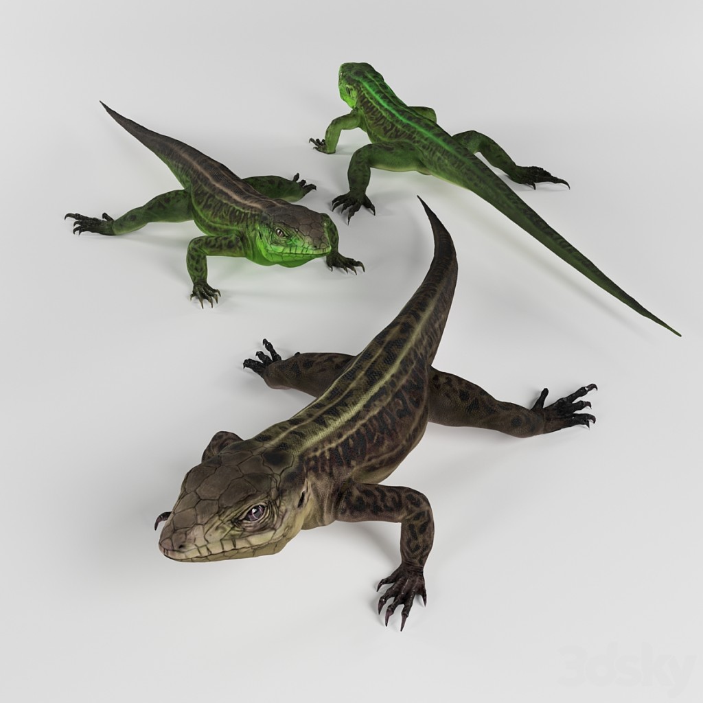 lizard