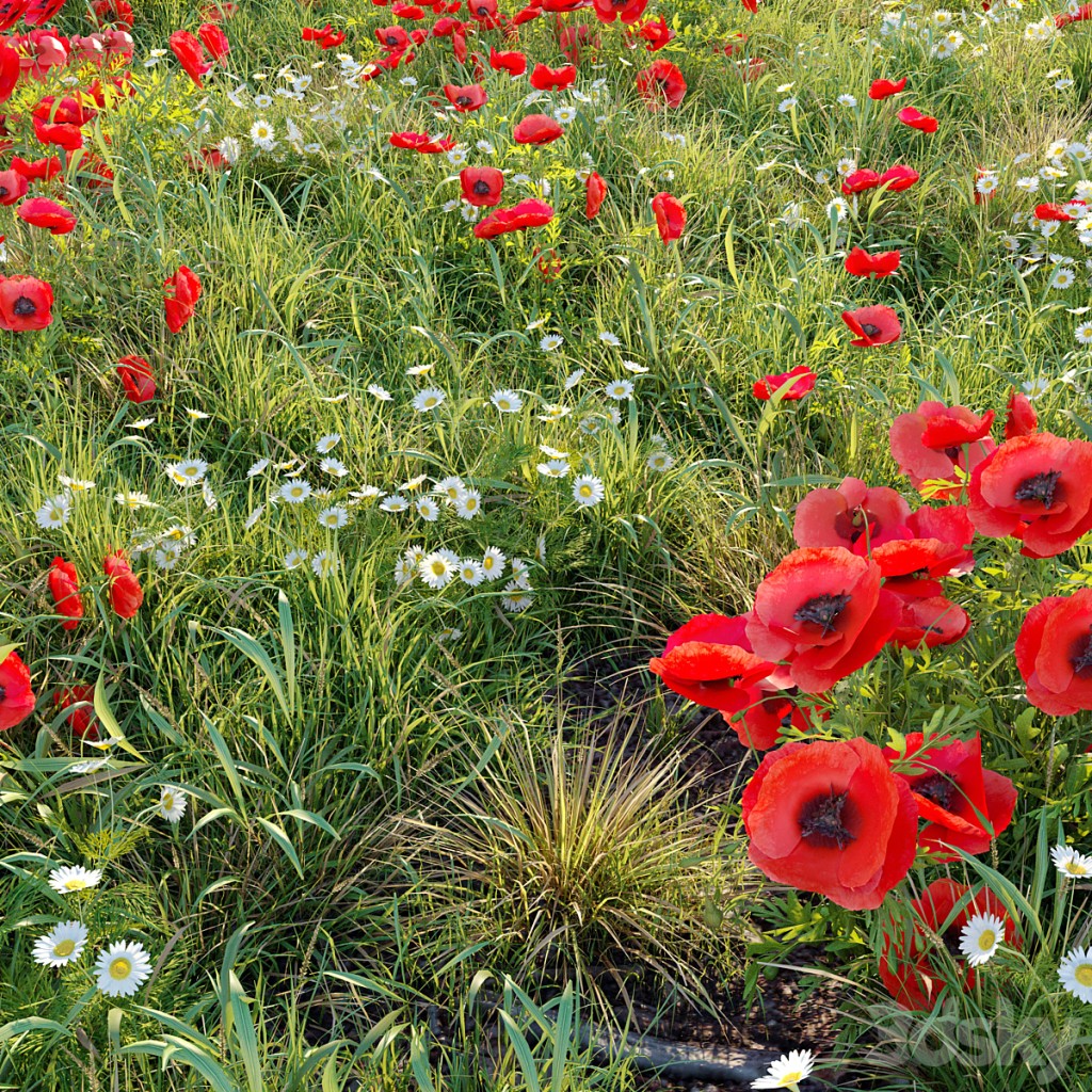 Poppy flower field