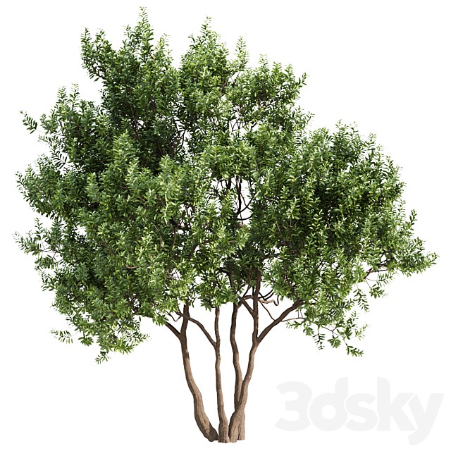 Myrica cerifera Tree Set 010