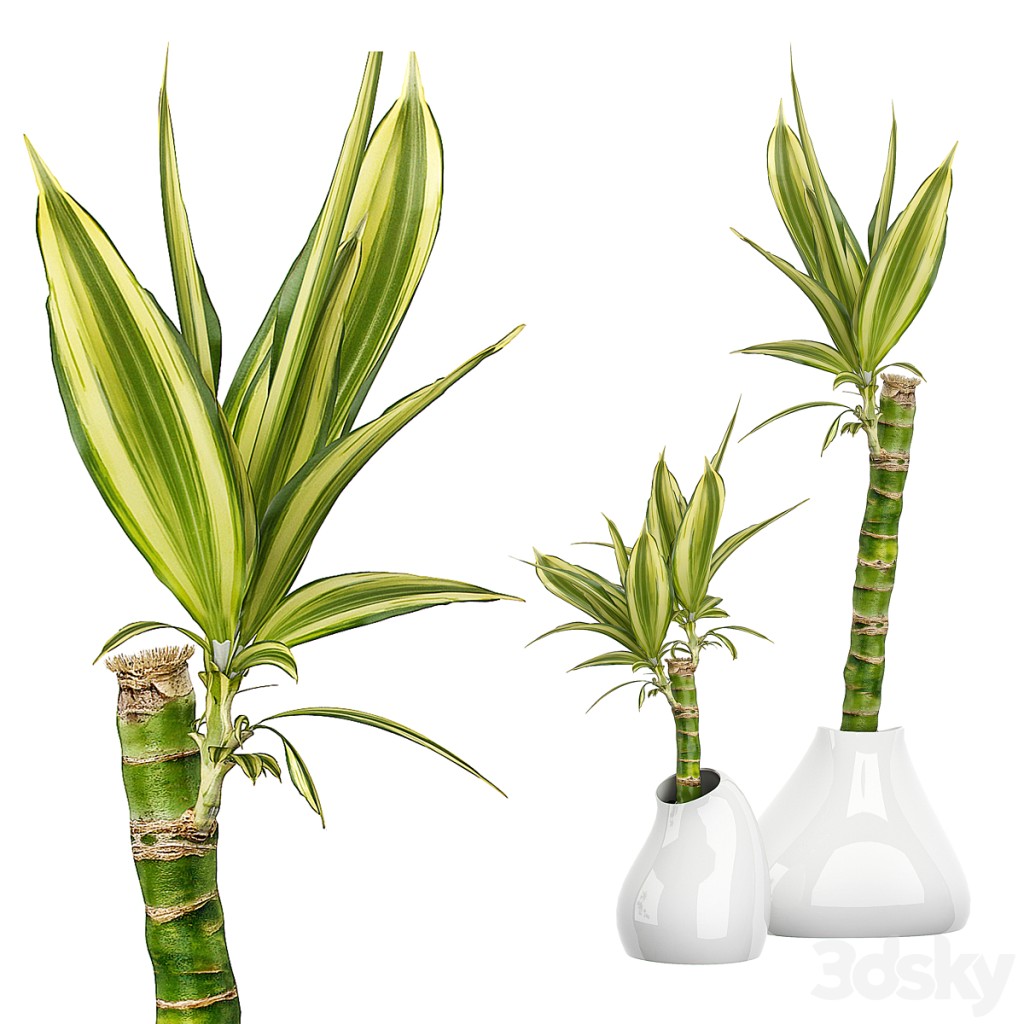 INTERIOR FLOWER PACK 63