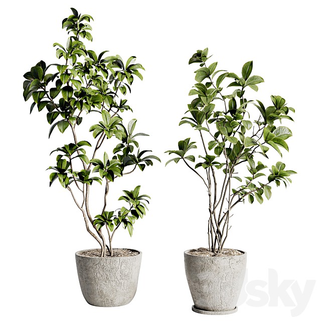 Collection Plant Set 04