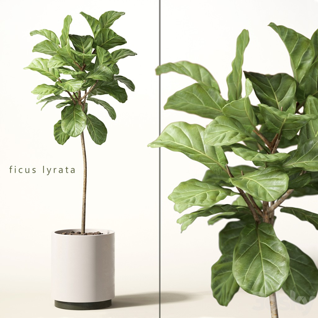ficus lyrata