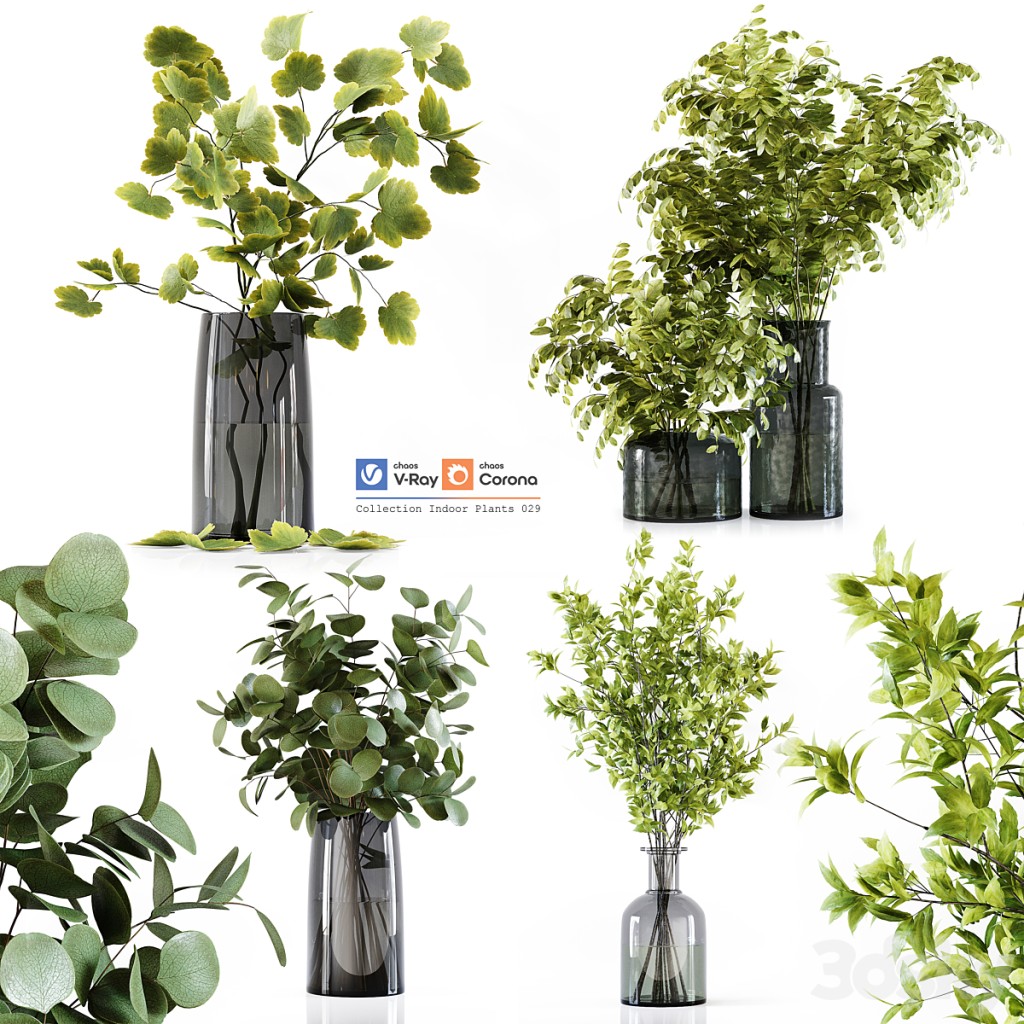 Collection Indoor Plants 029