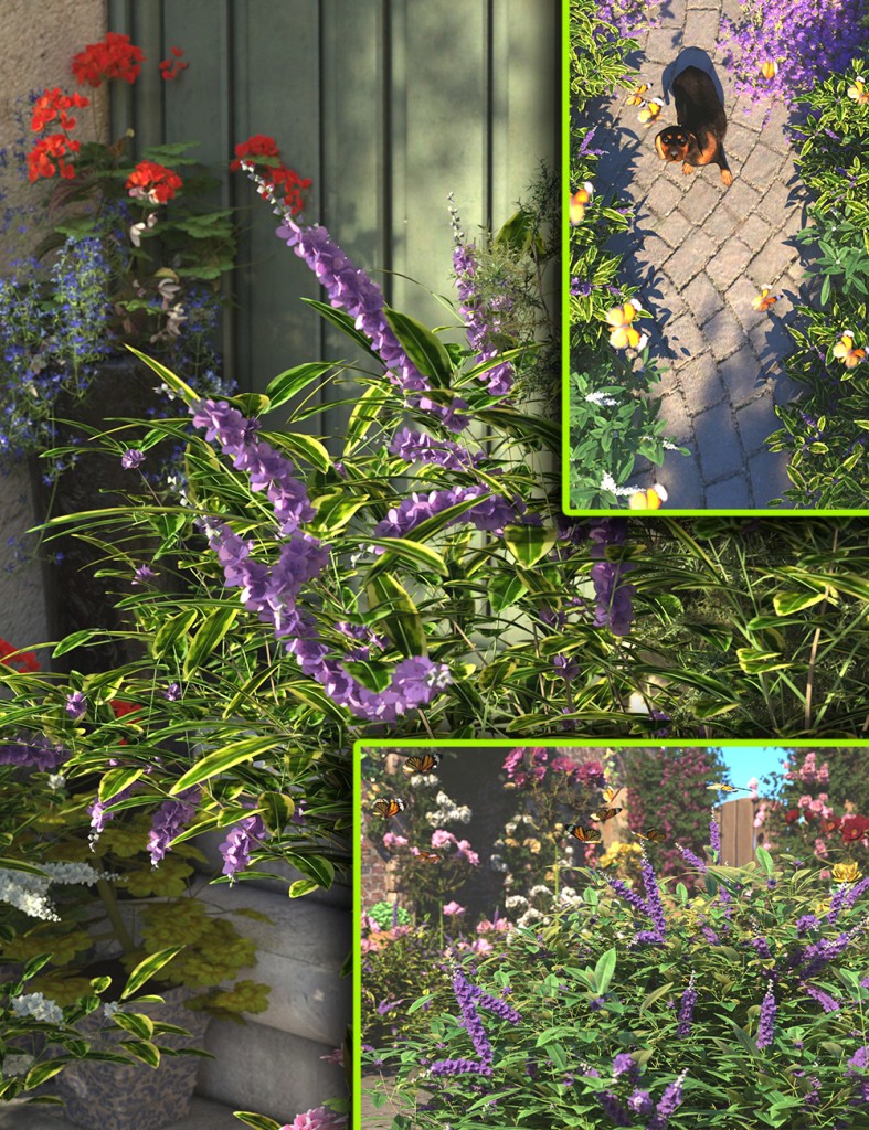 Flowering Hebe Bushes