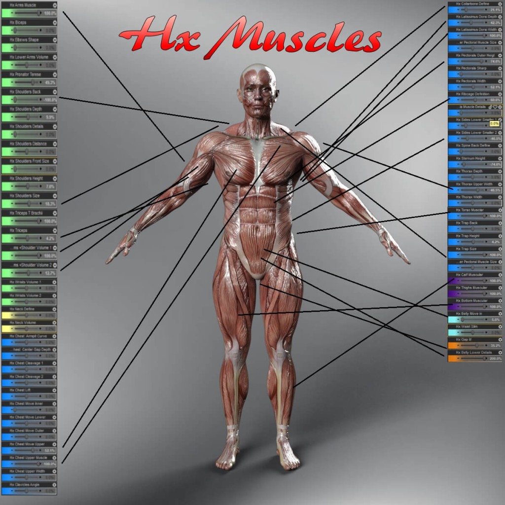 HX Muscle Morphs Merchant Resource for Genesis 9