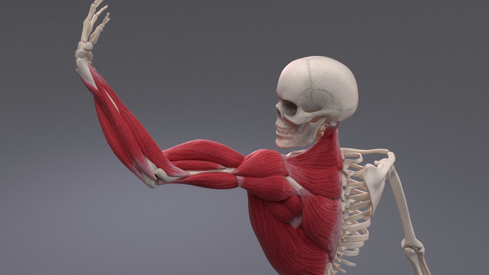 X-Muscle System