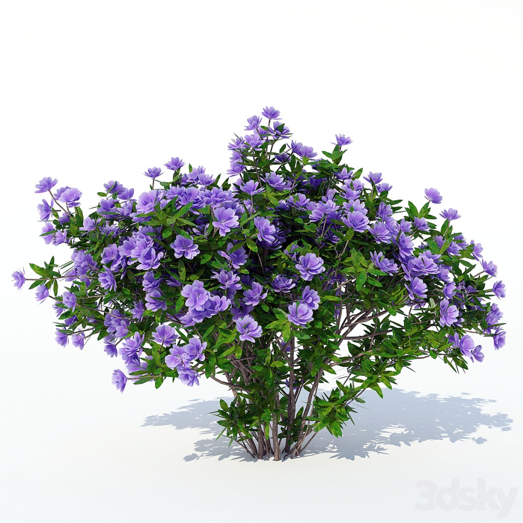 Azalea 003
