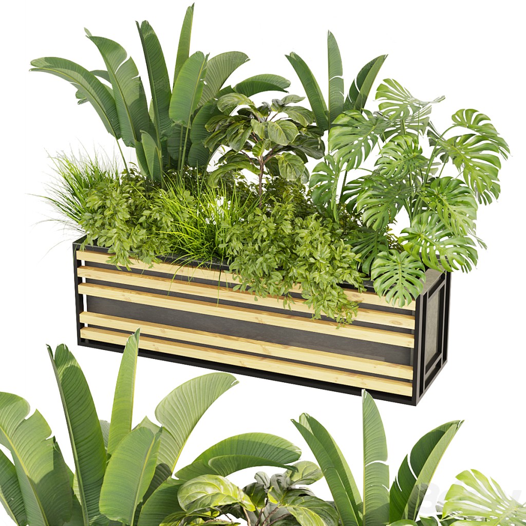 Collection plant vol 361 - banana - fiddle - monstera - grass