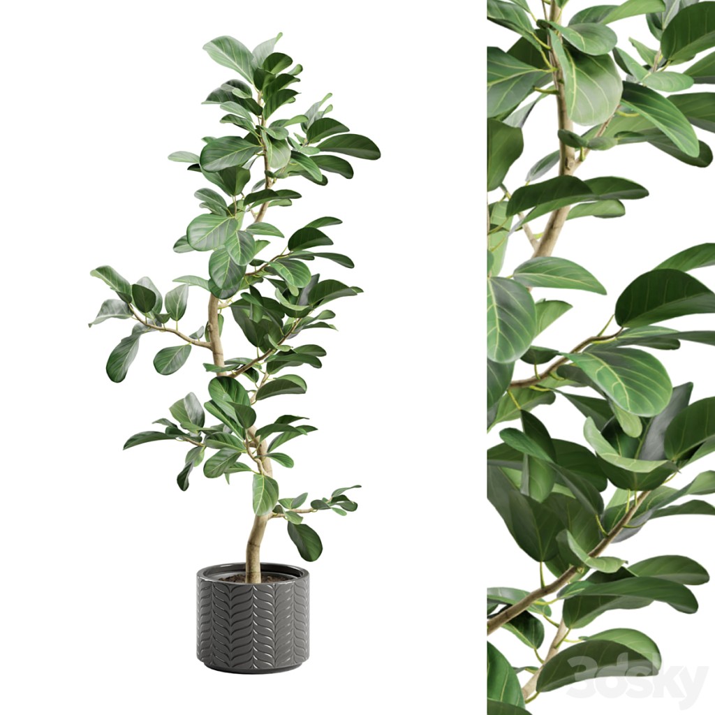 Potted Plant Ficus Audrey