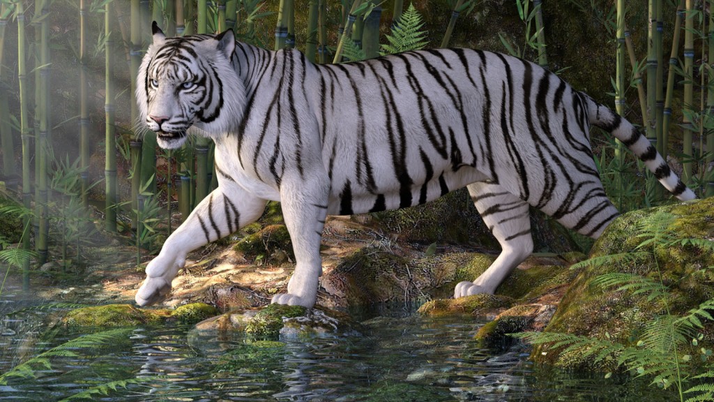 CWRW White Tigers
