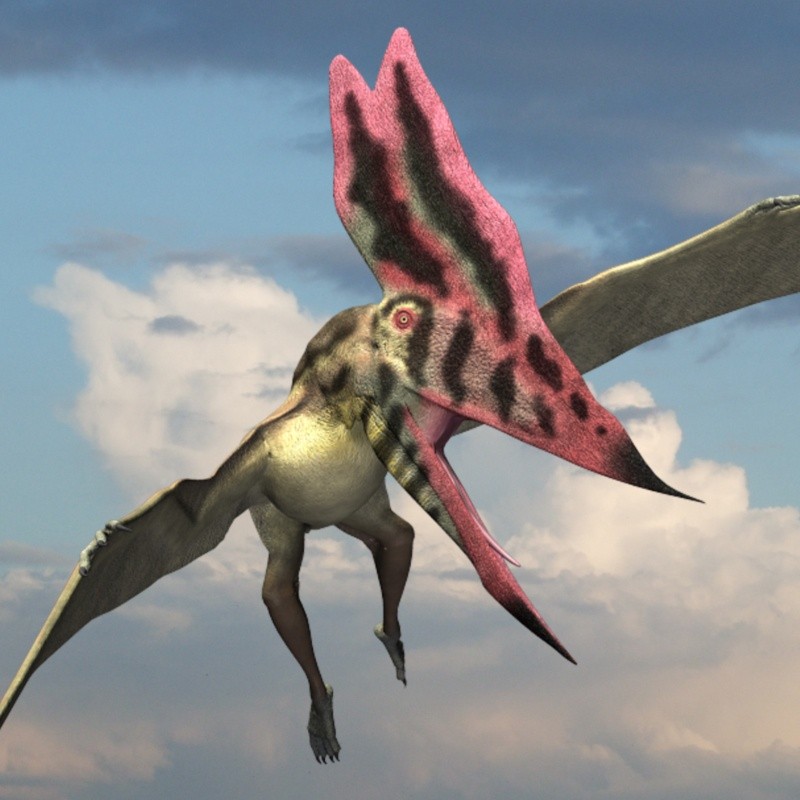 ThalassodromeusDR