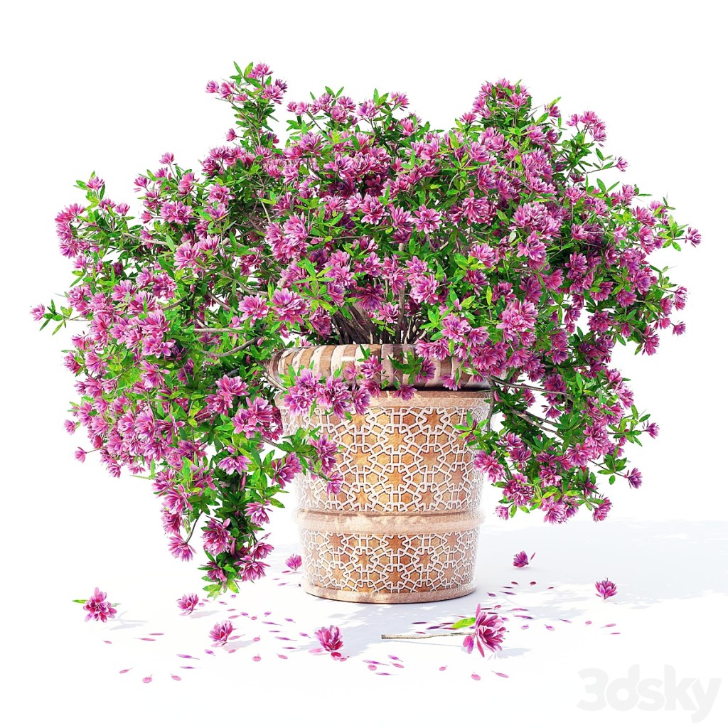 Azalea_04