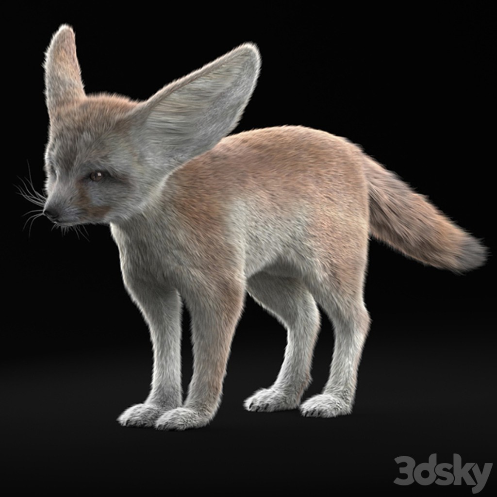Fennec Fox