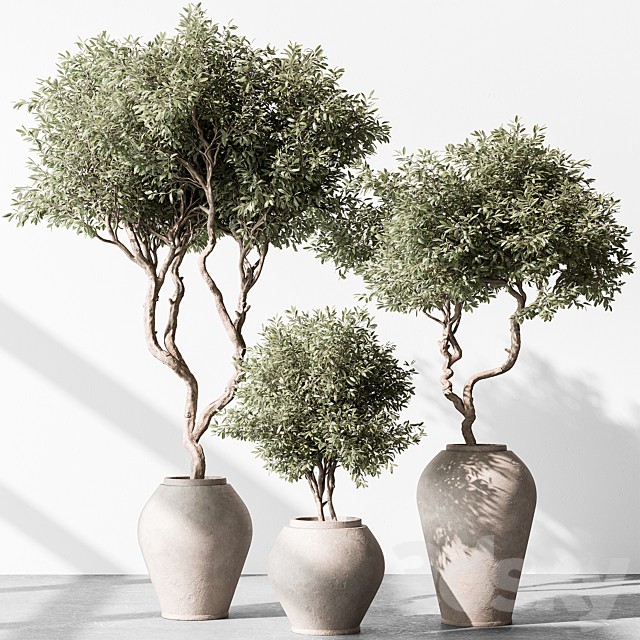 Indoor Plant 702 - Olive Plant