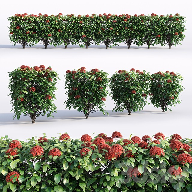 Ixora macrothyrsa red 0.85m height