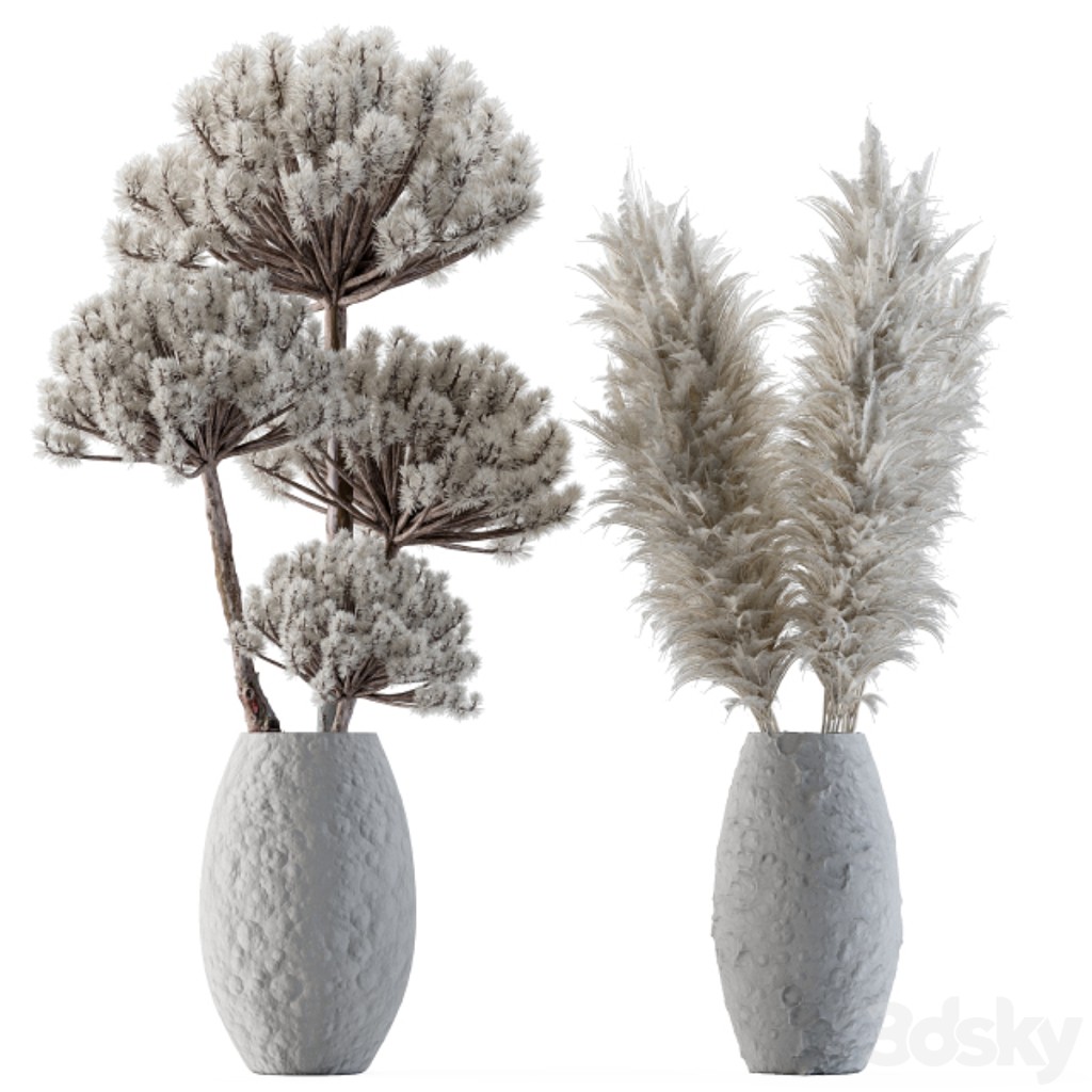 Dry plants 22 - Big Pampas asteroid Pot