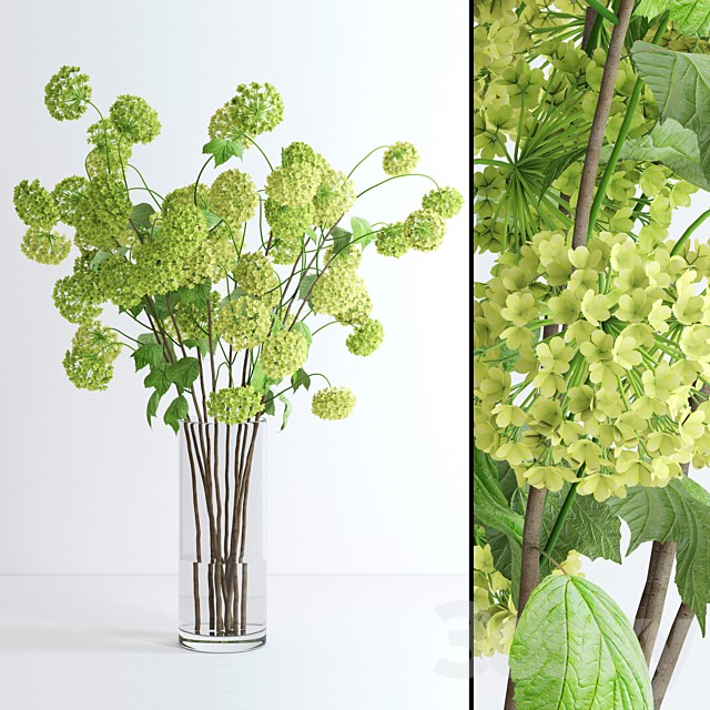 Viburnum