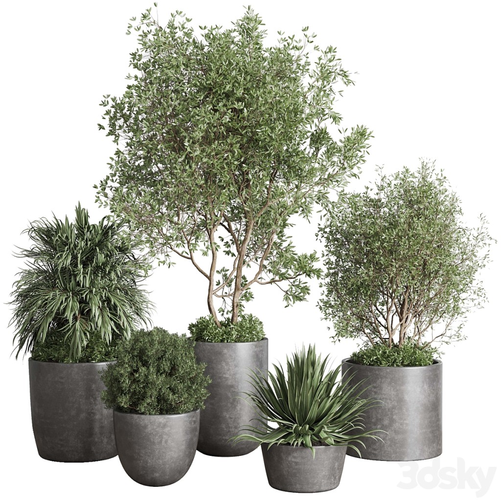 outdoor plant set 160 pot old tree bush palm in a concrete dirty vase