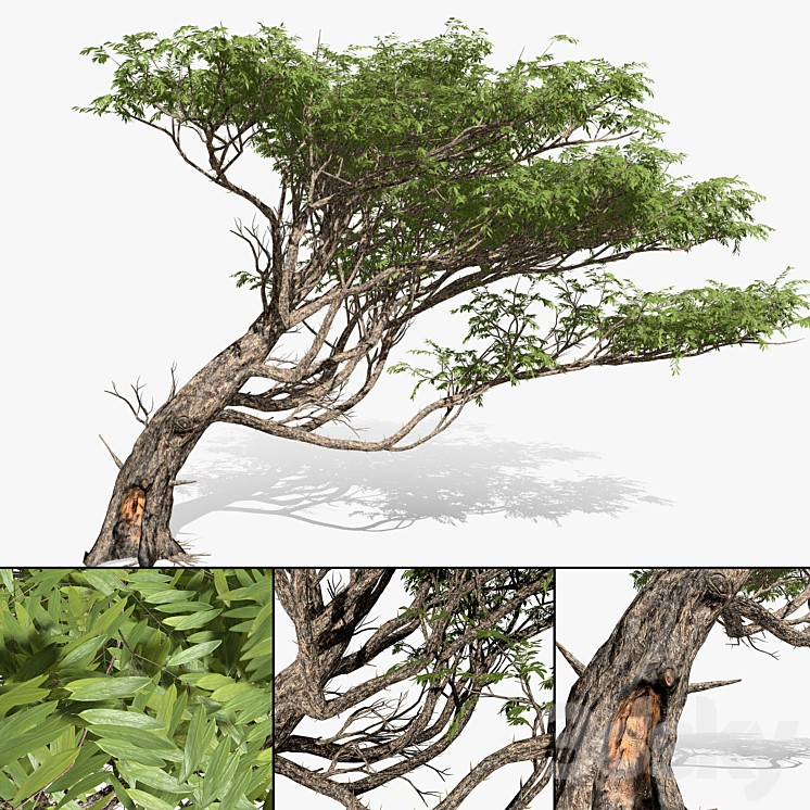 Acacia