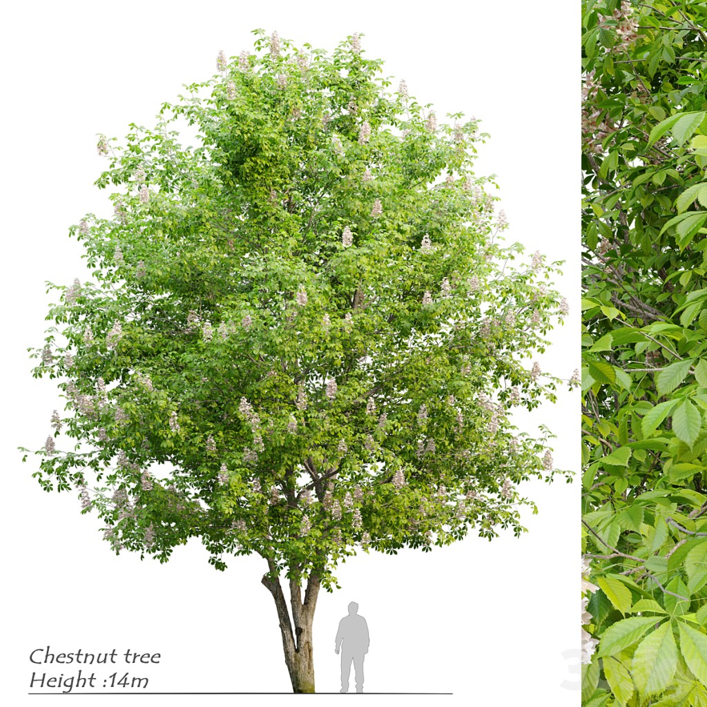 Chestnut tree