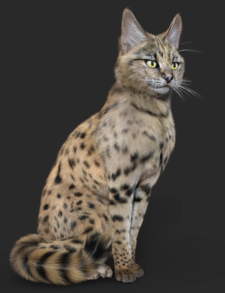 Savannah for Cat Zeus