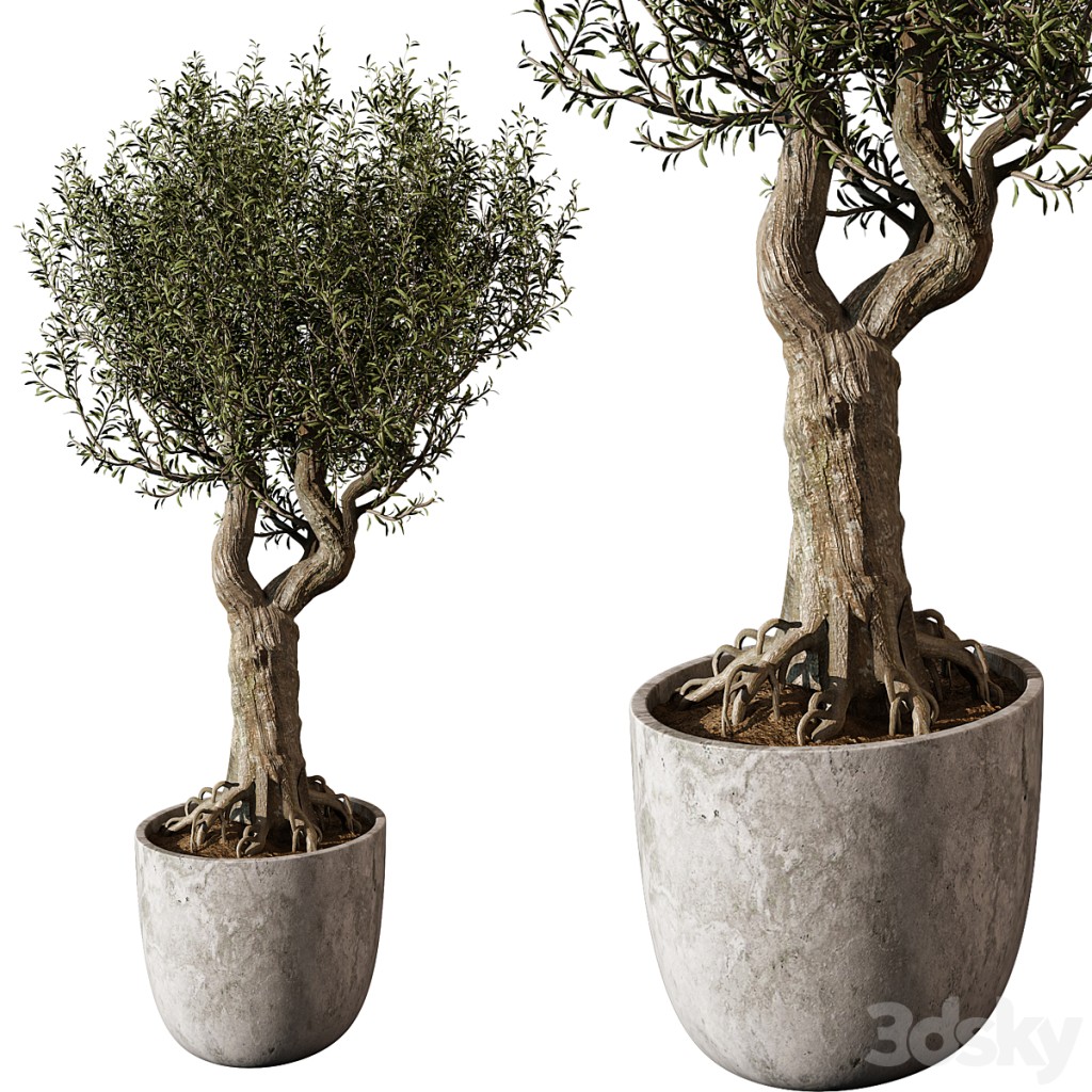 Outdoor Plant 272