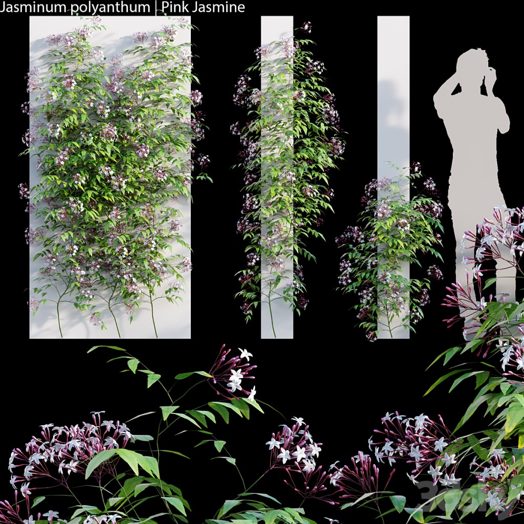 Jasminum polyanthum | Pink jasmine 02