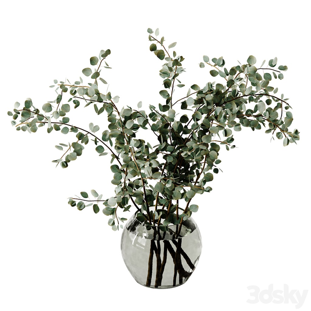 Eucalyptus in a glass vase