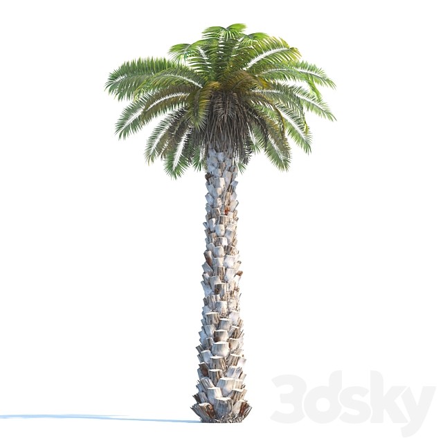Palm Tree