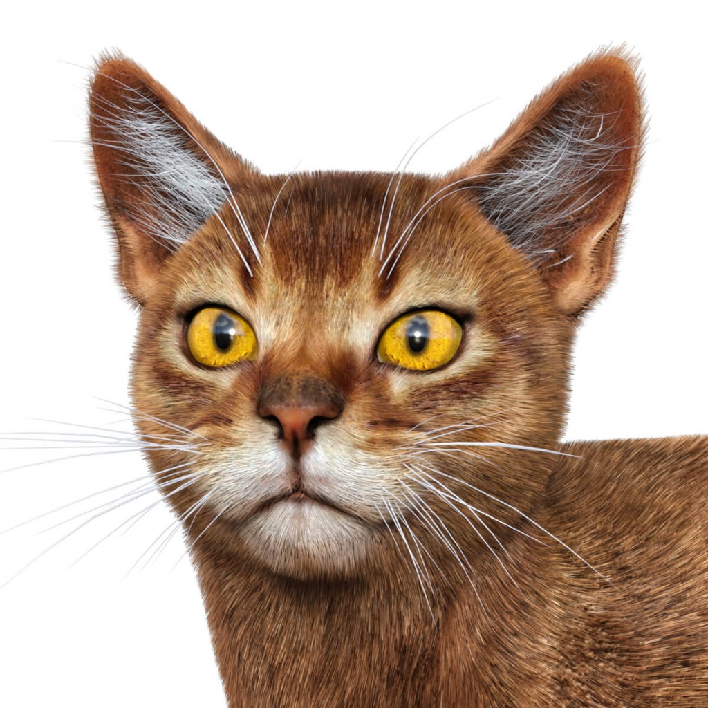 Abyssinian for Cat Mars