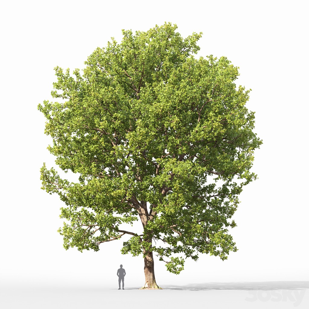 Oak tree