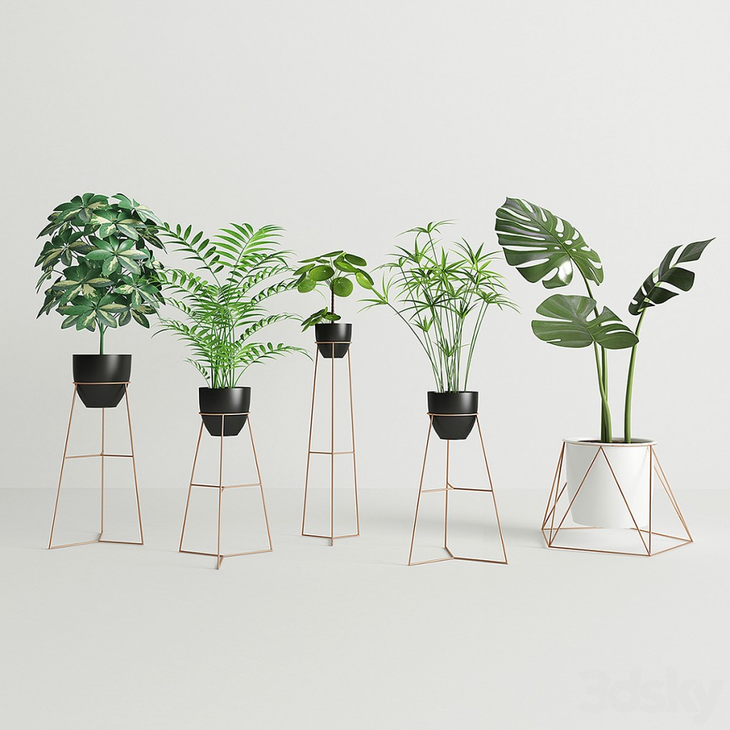 Houseplants