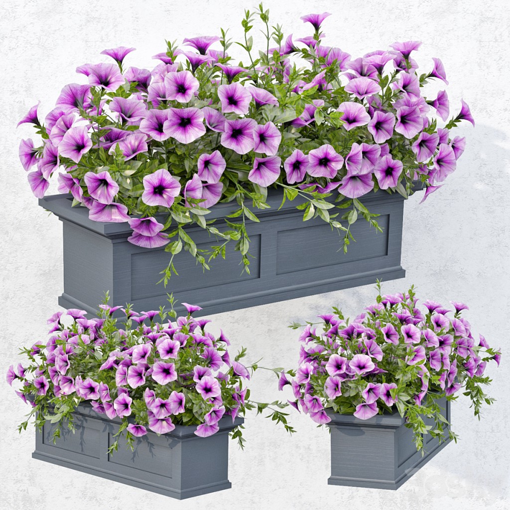 Lilac Petunia
