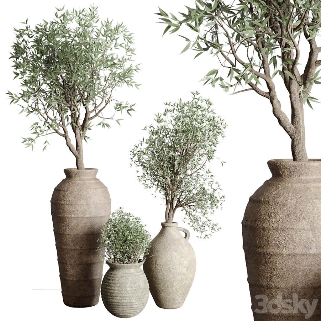 Olive tree in an old earthenware vase indoor collection 167