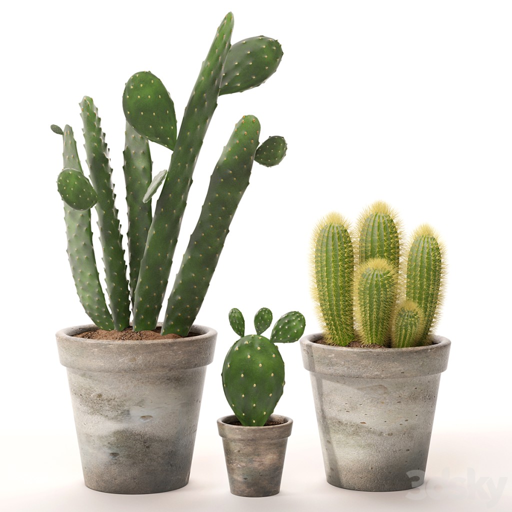Cactus set