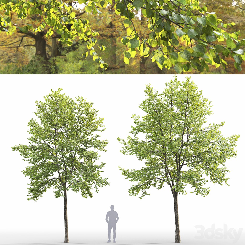 Tilia