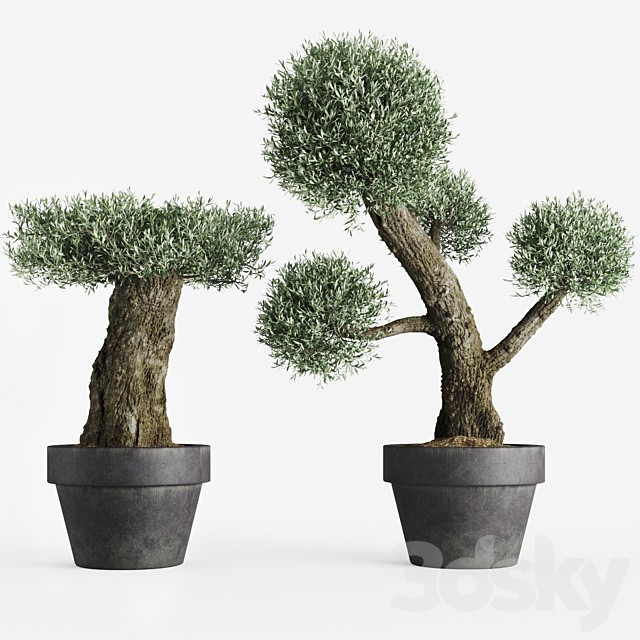 Formed olive trees
