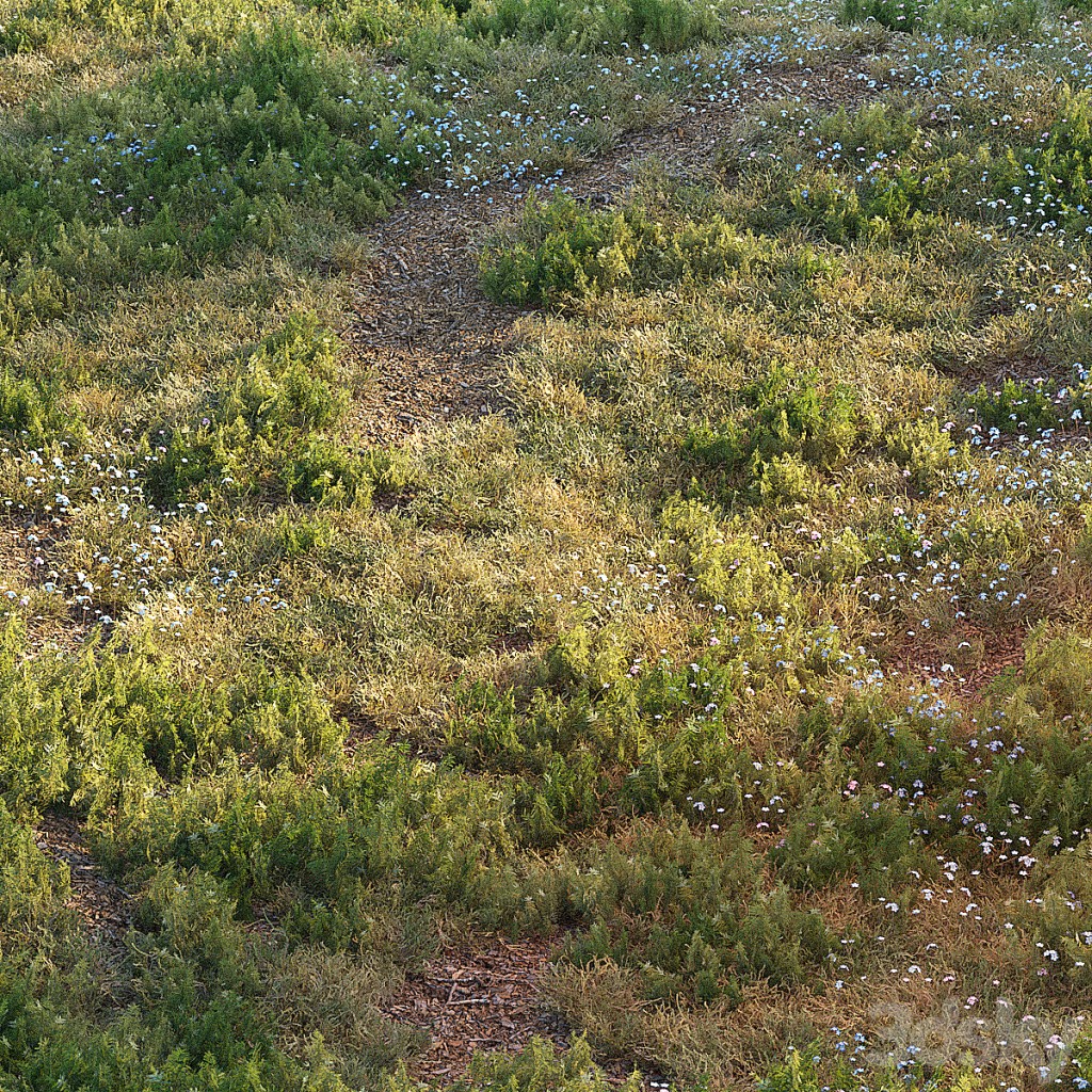 Forest grass
