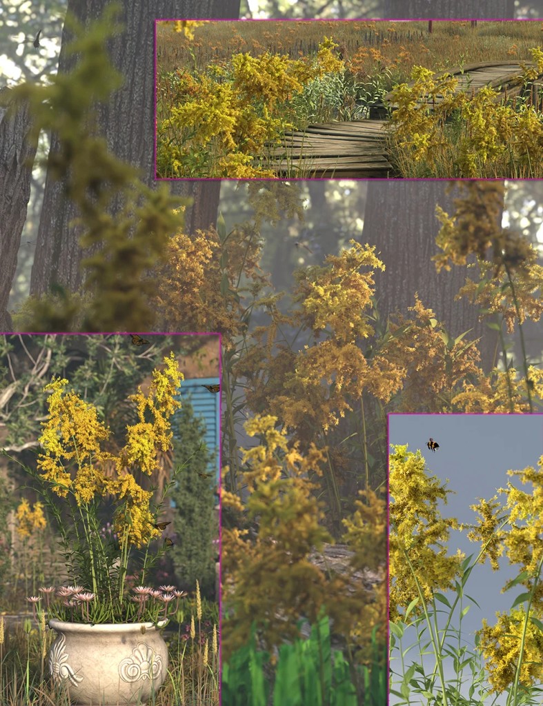 Golden Rod - Prairie Wild Flowers