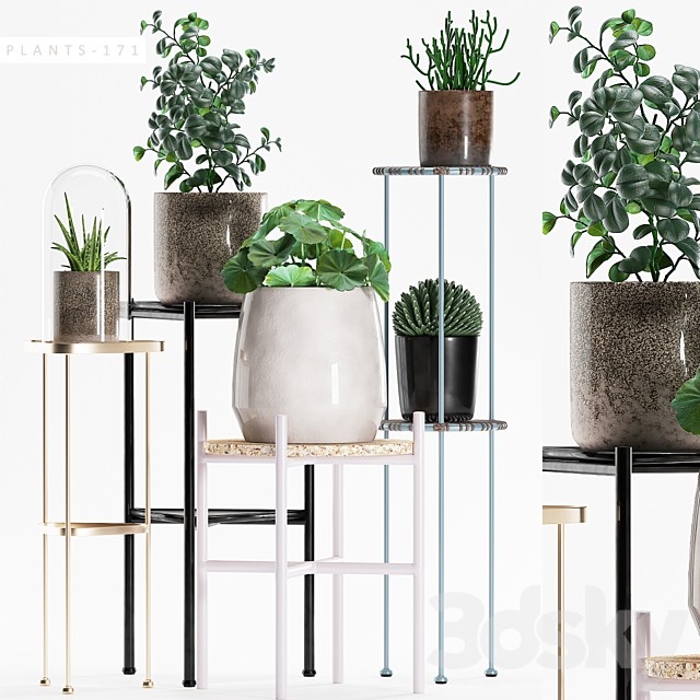 PLANTS 171