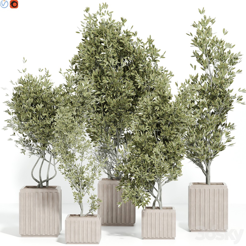 Indoor plants 43