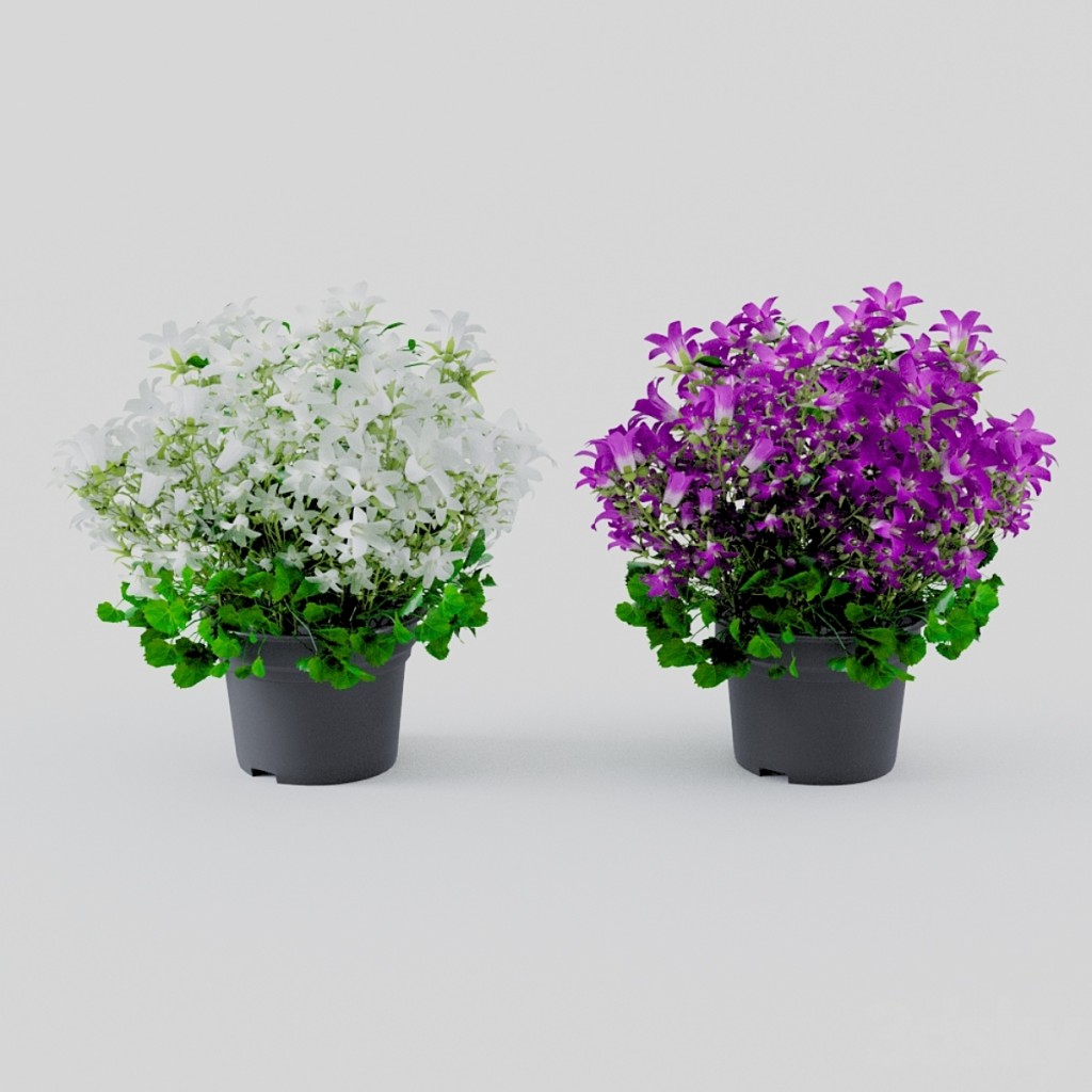 houseplant campannula campanula